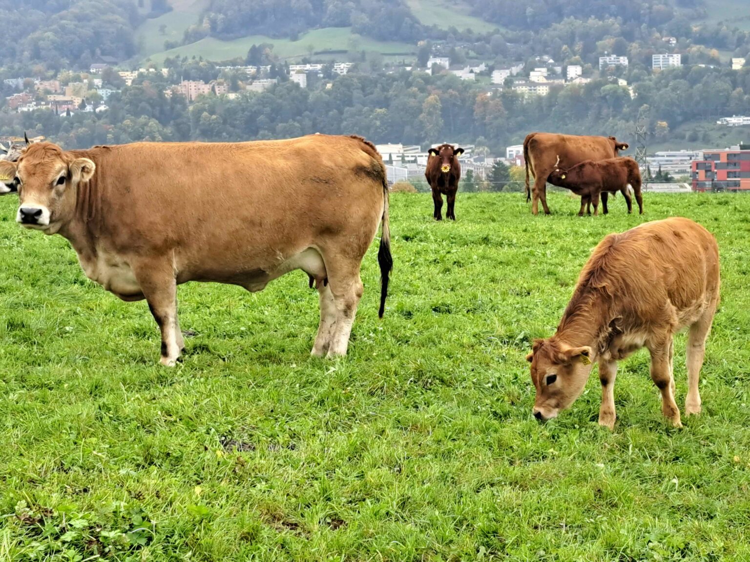 Dermatose bovine : crise sanitaire qui déclenche la colère agricole